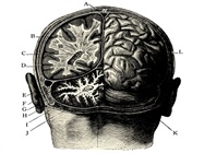 The Neurotechnologies of the BRAIN Initiative