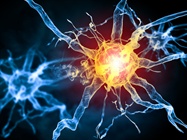  Neural Stem Cells: New Models for Nervous System Disorders