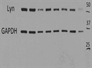 Great Human Lyn Antibody