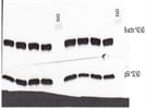 Highly Specific Phospho-S6 Antibody