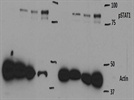 Great pSTAT1 Antibody