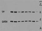 Quality GAPDH Antibody