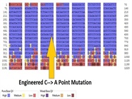Quick & Easy Site-Directed Mutagenesis Kit