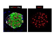 Nkx6.1 Antibody Staining in Mouse Pancreatic Tissue