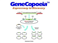 EZShuttle™ Recombination Cloning System