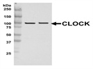 Anti-Clock Antibody
