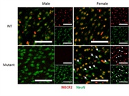 An Excellent Alternative to the Mouse anti-NeuN Antibodies