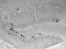 Anti-GFP for DAB Stain