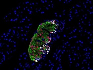 Zeiss Axio Imager 2 Fluorescence Microscope with Apotome