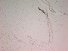 Il-1 beta Antibody from Novus