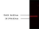 Good Anti-mouse Li-Cor Secondary Antibody