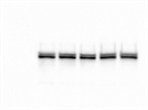 Cell Signaling ERK Antibody