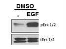 Western Blot Analysis of Phospho-p44/42 MAPK