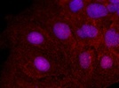 LIS1 Antibody in Immunofluorescence