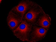 Anti-DYNC1ILI1 Antibody in Immunofluorescence