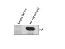 Western Blot Analysis of HA Tag