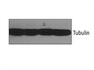 Western Blot Analysis of Tubulin