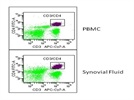 T Cell Marker in Human Tissue