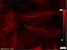 Acetylated alpha Tubulin for Immunofluorescence