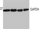 Western Blotting GAPDH Antibody from Abcam