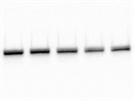Perfect pERK Antibody