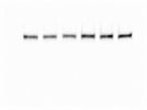 Perfect Total AKT Antibody