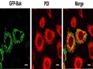 Acquiring Images of Immunofluorescence-Labeled Cells