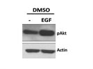 Western Blot Analysis of Phospho-Akt