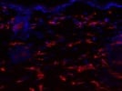 Mouse Skin CD68