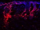Mouse Skin Proliferating Cells