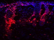 Mouse Skin Proliferating Cells
