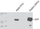 GFP Antibody for Immunoprecipitation