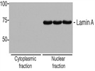 Lamin A Antibody Western Blotting