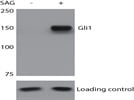 Gli1 Antibody for Western Blotting