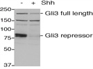 Gli3 Antibody for Western Blotting