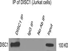 The Best DISC1 Antibody on the Market