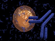 Antibodies for Post-Translational Modification Research