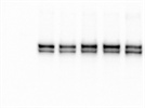Very Good Phospho-PDK1 Antibody