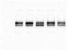 Good Total PDK1 Antibody