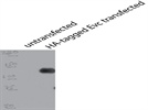 HA Antibody for Western Blotting