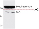 G alpha s Antibody for Western Blotting