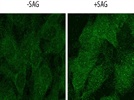 GLI2 Antibody for Immunofluorescence
