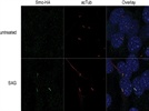 HA Antibody for Immunofluorescence Staining