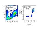 Clear Staining for Peritoneal Macrophages