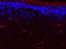 Mouse Skin CD3 Lymphocytes