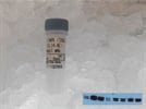 P-ERK Used for Western Blot