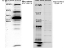 Fair CD44 Antibody for Western Blot