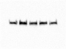 Good Phospho-AMPK Antibody