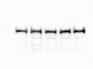 Very Good Total AMPK Antibody