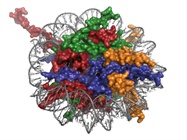 ChIP Away a Better Understanding of Protein Interactions